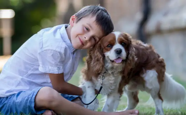 Accompanied animal protection legislation that guides people to culture