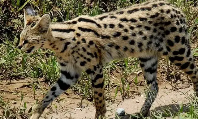 Why is it in the wild in my country that the Hebei Shih family found the cat, the beast that was supposed to be in Africa