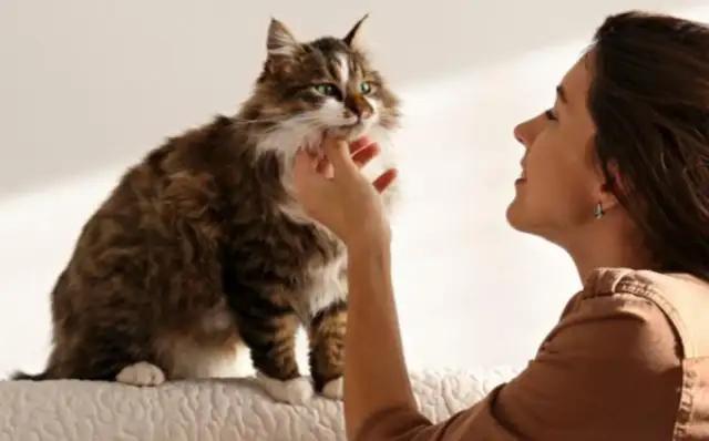 Accompanied animal protection legislation that guides people to culture