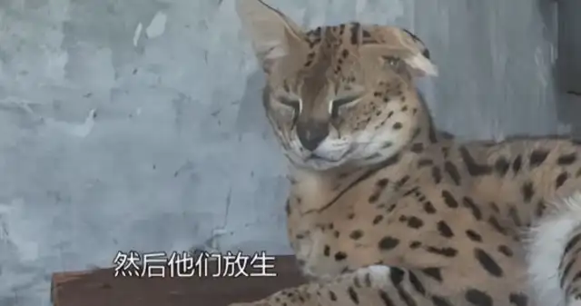 Why is it in the wild in my country that the Hebei Shih family found the cat, the beast that was supposed to be in Africa