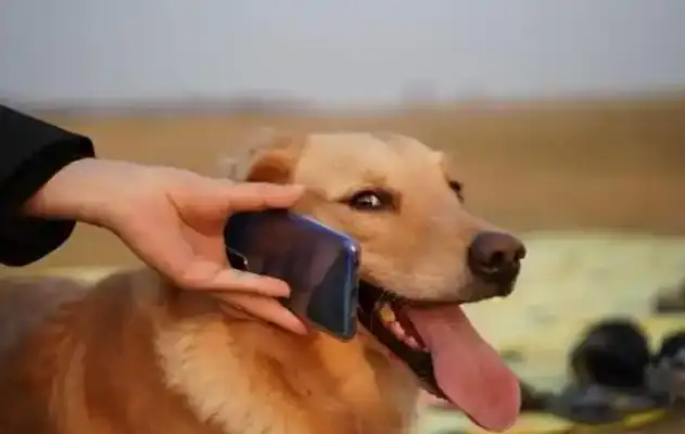 Global top pet smartphones on the market: a new era of human pet intelligence interaction