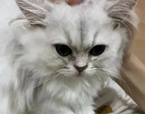 I'm still not satisfied with the recent cat inspection