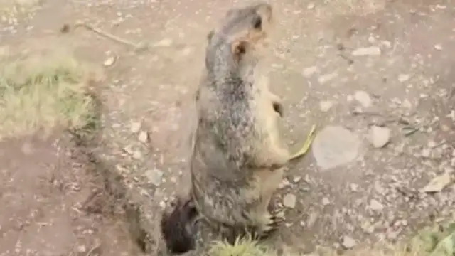 The groundhog put a pet cat in the hole? Village Council: Cats have been found and returned