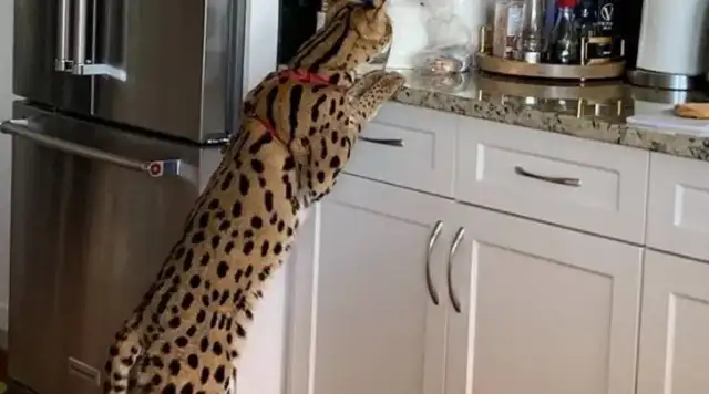Why is it in the wild in my country that the Hebei Shih family found the cat, the beast that was supposed to be in Africa