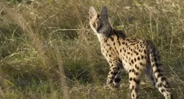 Why is it in the wild in my country that the Hebei Shih family found the cat, the beast that was supposed to be in Africa