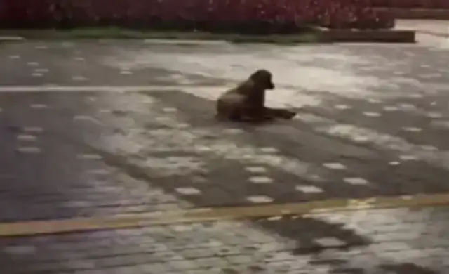The stray dog was on the road for three days without moving