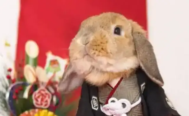 A million fans of the Red Rabbit Empire, many of whom are made to look like it. Fight! Move