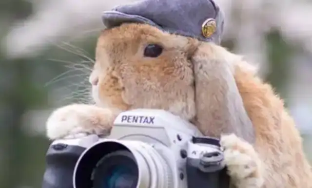 A million fans of the Red Rabbit Empire, many of whom are made to look like it. Fight! Move