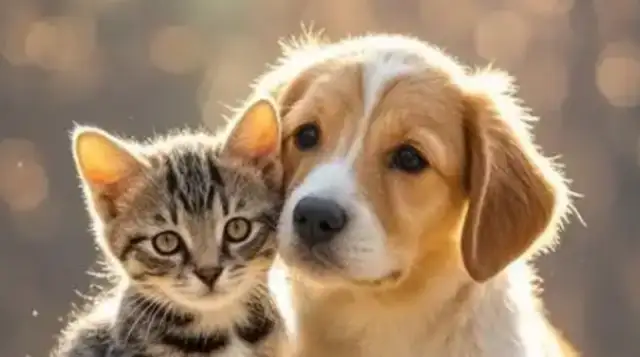 Pakistan: Chinese pet friendly services flourishing