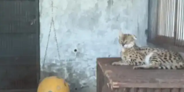 Why is it in the wild in my country that the Hebei Shih family found the cat, the beast that was supposed to be in Africa
