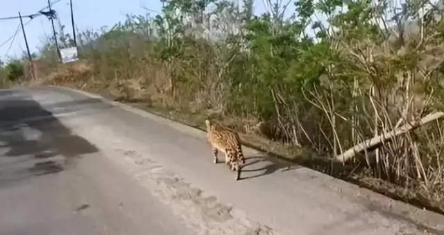 Why is it in the wild in my country that the Hebei Shih family found the cat, the beast that was supposed to be in Africa