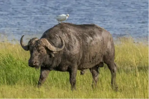 The rich Americans hunted African buffalo and were killed by the cow