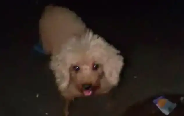 I met a stray dog before the typhoon