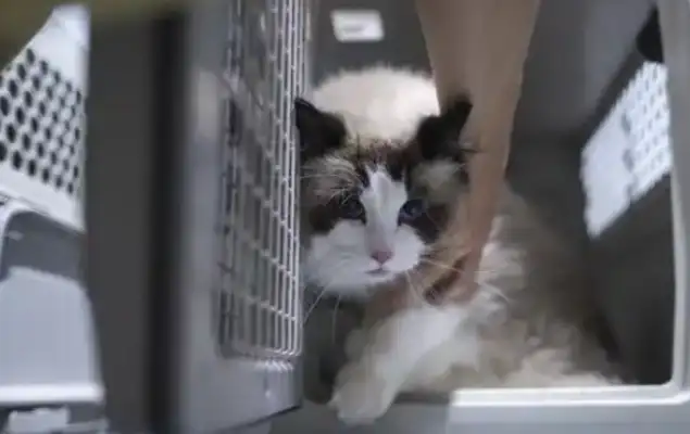 Pakistan: Chinese pet friendly services flourishing
