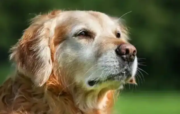 The pet economy has flourished, becoming a new engine for the consumer market