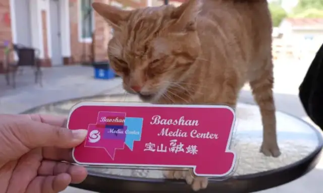 From shelter to symbiotic life, Shanghai Cat Island became a sample of urban governance