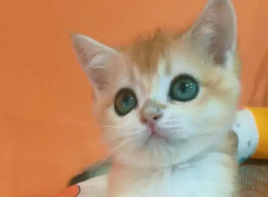 From home care to emotional care, pets are growing rapidly
