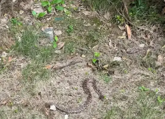 There's a gray snake in a small part of the ancient gang