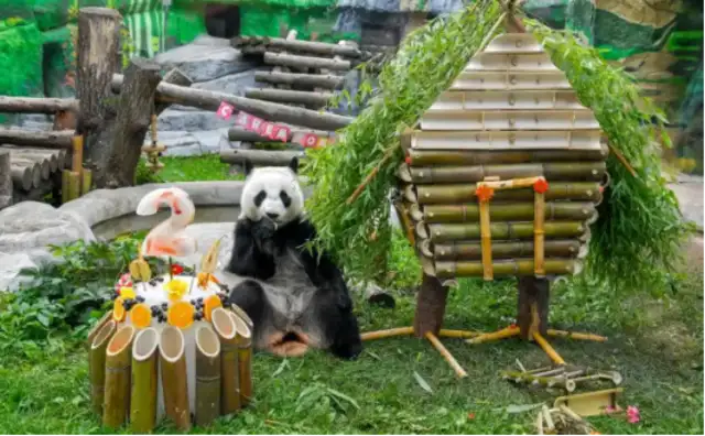 The first one is only the two-year-old Katyusha, born in Russia