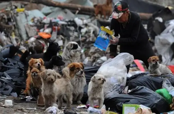 The Lanzhou Puppy was abandoned twice by his master, and his cry was still abandoned