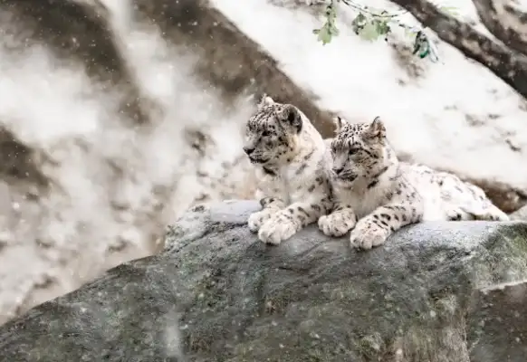 Protect the leopards, the prosecution is moving