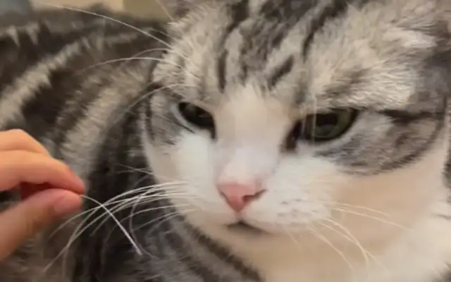 The little master accidentally took out the cat's beard, the sky fell and the cat was calm