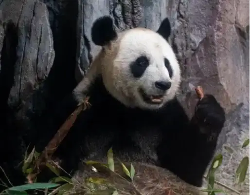 We're about 14 pandas in Suzhou