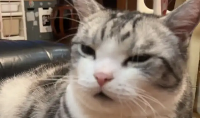The little master accidentally took out the cat's beard, the sky fell and the cat was calm