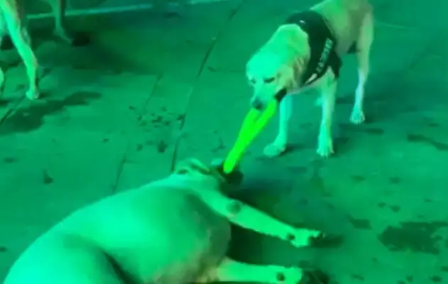 Two dogs are fighting for toys. Fat Labrador is lying on the ground