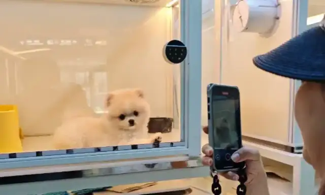 The pet shop is also "run away" and the pet economy is in dire need of "go bubbles."