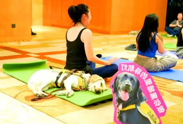 Guangzhou promotes the integration of blind dog cities: from challenge to partnership View