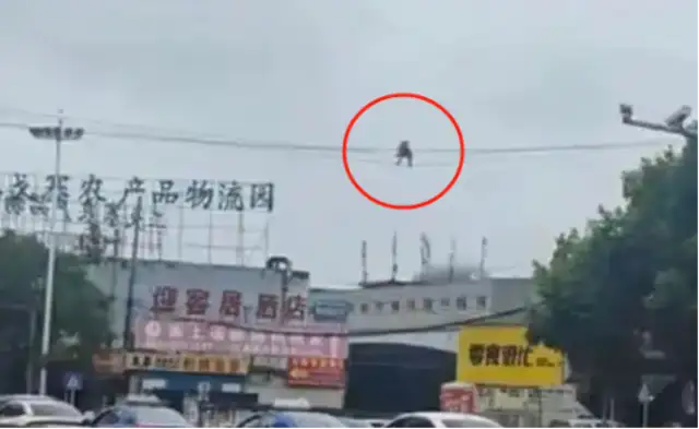 A monkey on the streets of Guiyang uses electric wires at high altitude, local: normal