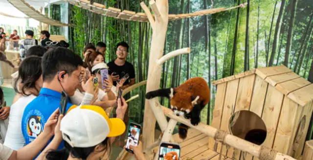 The immersion panda experience hall. Summer into polar park