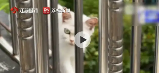 The tenant lost contact, five cats died. Where's the white cat