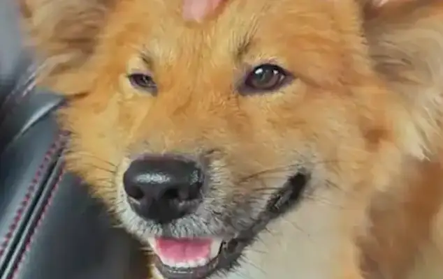 The master is moving, the adopted stray dog thinks he's going to be abandoned