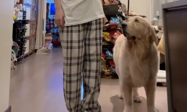 When a woman dances, she steps on the side of a hot dog, and the dog looks sad