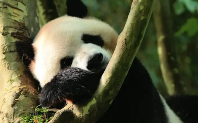 The big panda "cheese" northbound Harbin Sun Island
