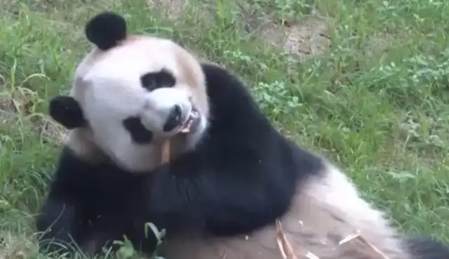 Ice City is officially open for the big panda cheese