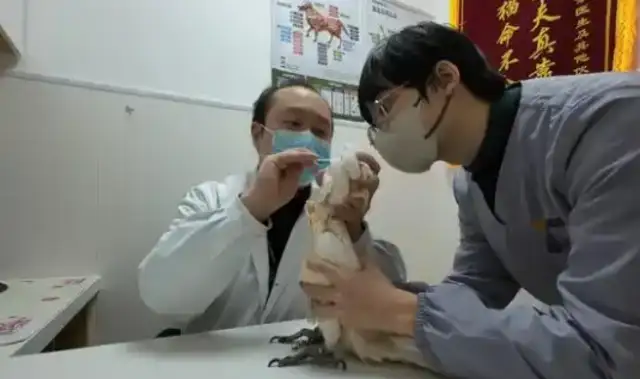 Why is pet medicine so confusing