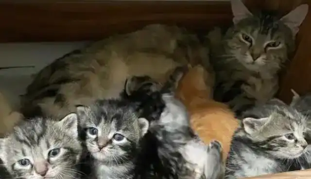 The little cat in the industrial zone was rescued, and the nice guy found the pussycat, and it wasn't that easy