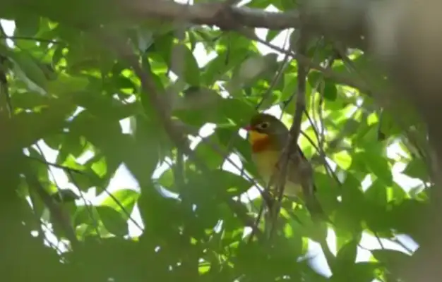 In Jiangxi's mountain, we've discovered a second level of protection for wild animals