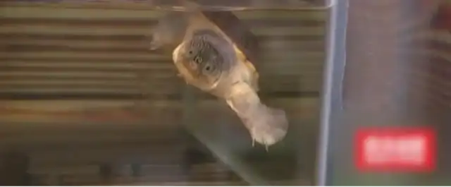 After trading a turtle, I saw what the buyer sent me. Police
