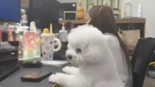 "Full Cats and Dogs Free"! Ningboa allows employees to take pets to work
