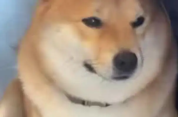 Longsha's dog died in a foster care shop. How can Mao's child's safety be protected
