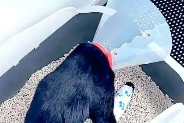 The recovery of a pet cat's bone triggered a passion: tears in the smile and thoughts behind it