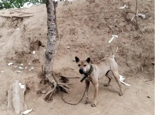Yellowstone Shaggy, forgotten King of Hounds