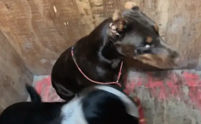 The woman grabbed the dogs and gave the dogs a few feet and kicked Dobing as a guest