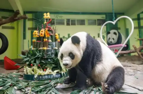 The world's only big panda triads are cute, handsome and cool for their eleventh birthday