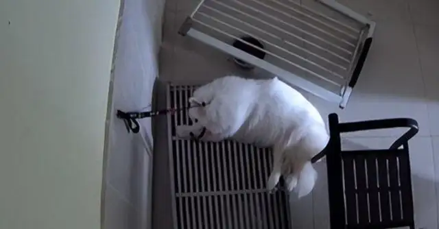 Follow-up to the abuse of the dog by the pet store: denial of compensation to the owner