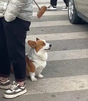The master's queuing for tofu and the dog smells like vomit